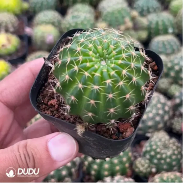 Cactus-Cactaceae Lotus - Image 3