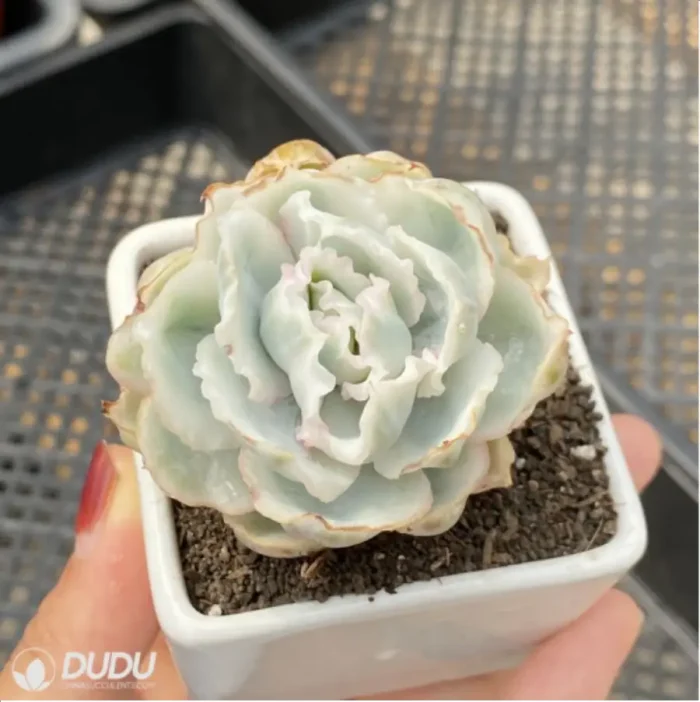 Echeveria Berkeley Light variegate - Image 3