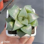 Haworthia Xishan magnifica - Image 3