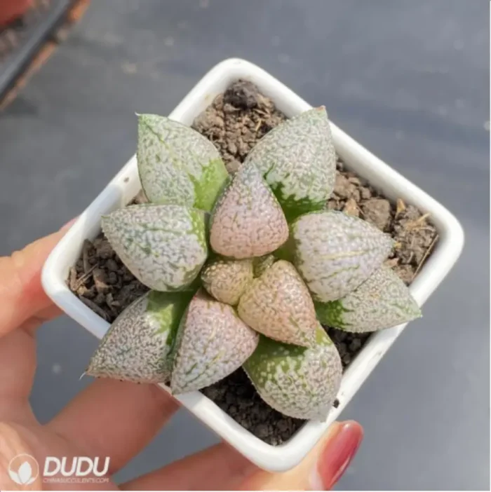 Haworthia Ruby - Image 3
