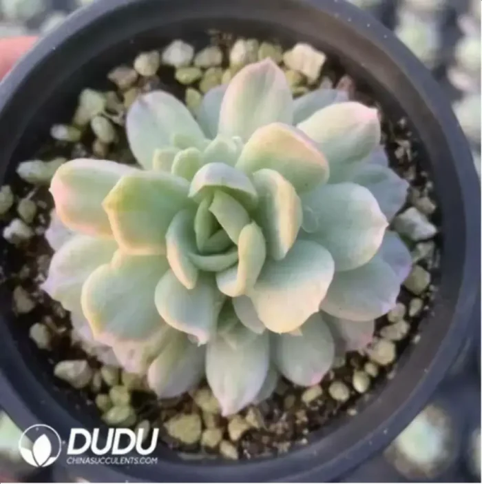 Echeveria Rasberry Ice Variegated - Image 3