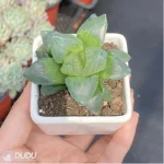 Haworthia Ice City - Image 3