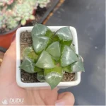 Haworthia Longxi magnifica - Image 3