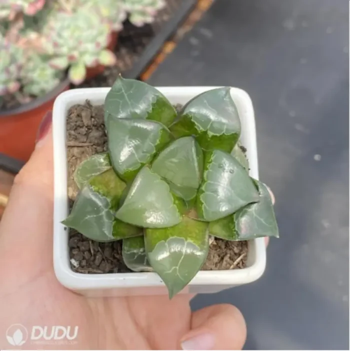 Haworthia Longxi magnifica - Image 3