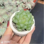 Haworthia Glacier - Image 3