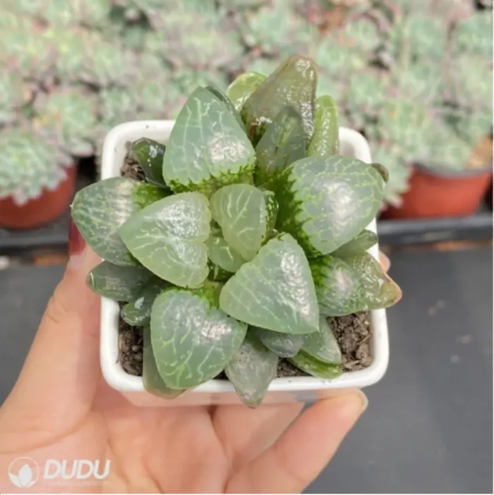 Haworthia White Eyed Dragon - Image 3