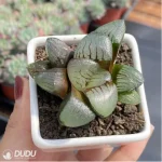Haworthia Demon Realm - Image 3