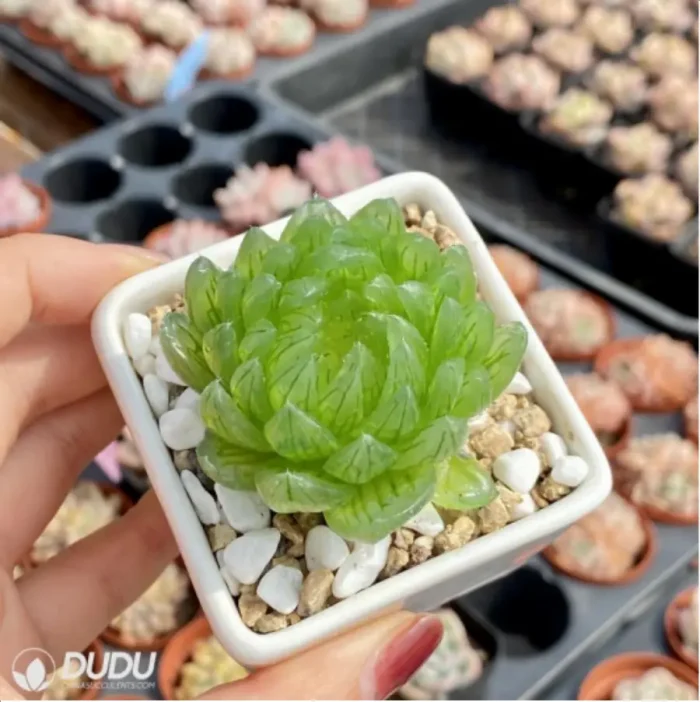 Haworthia cymbiformis var. transiens - Image 3