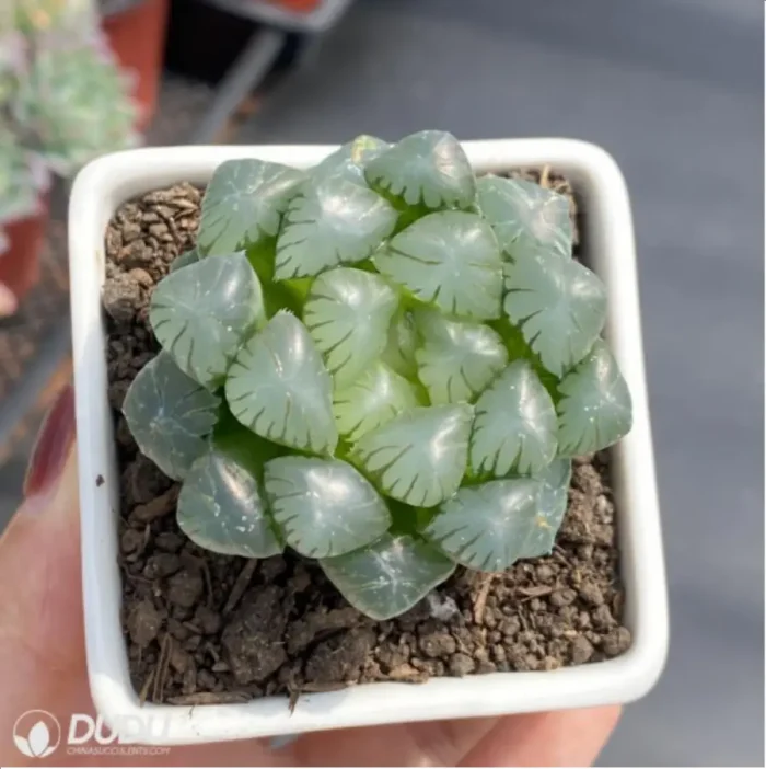 Haworthia Ice Lamp - Image 3