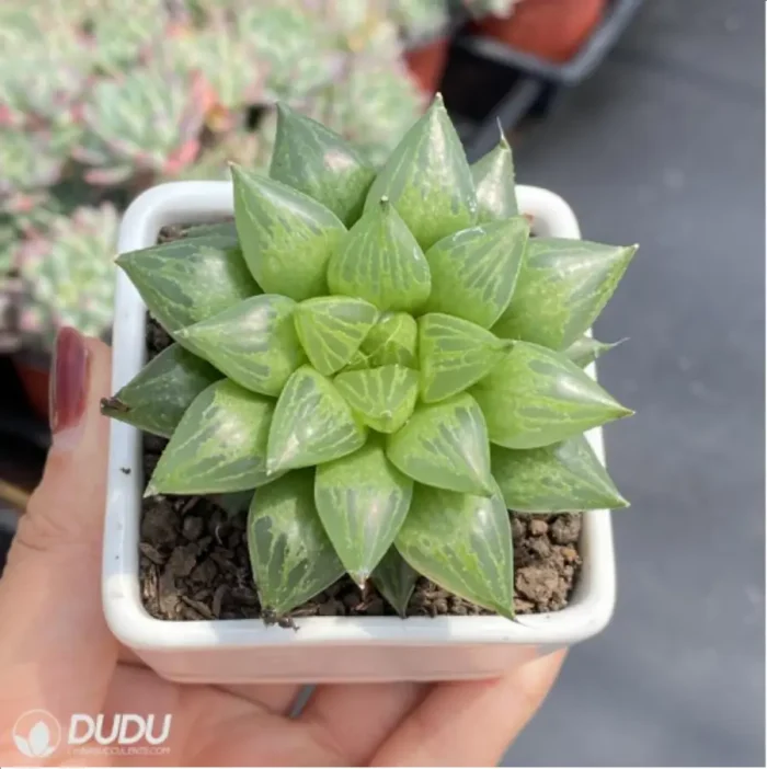 Haworthia Cooperi - Image 3
