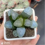 Haworthia Dot - Image 3