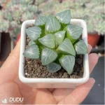 Haworthia Elegans - Image 3
