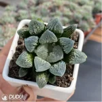 Haworthia Dancing on Ice - Image 3