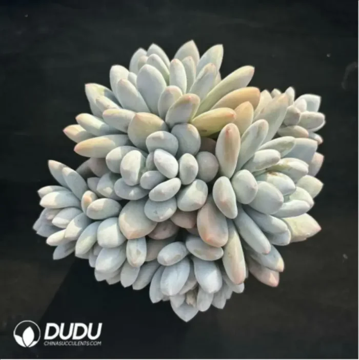 Pachyveria Perfume Clustering - Image 3