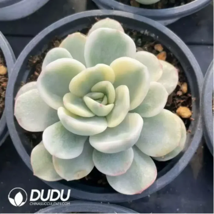 Echeveria FriendShip Variegated - Image 3