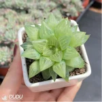 Haworthia Compto101 - Image 3