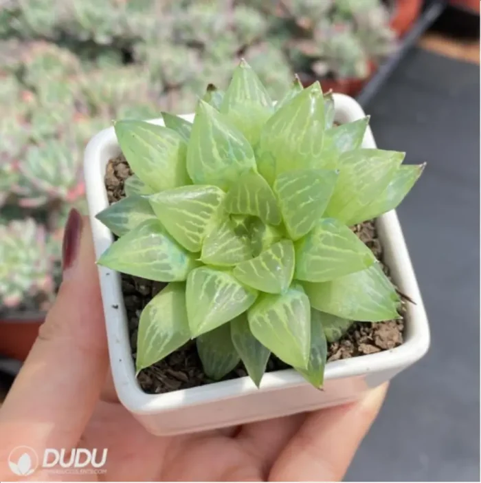 Haworthia Compto101 - Image 3