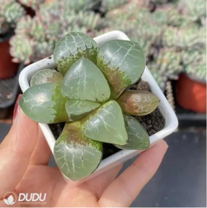 Haworthia Apparition - Image 3