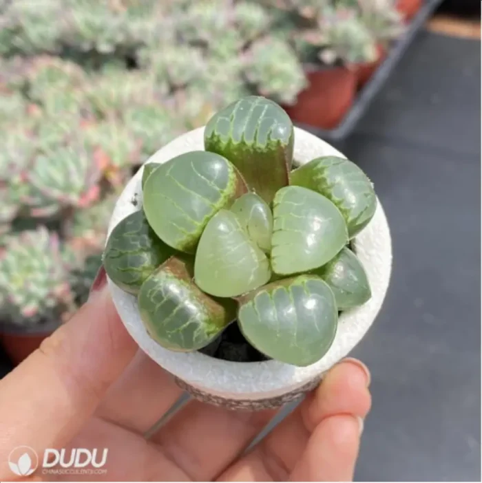 Haworthia Athena - Image 3