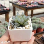Haworthia West Asia Tsuen - Image 3