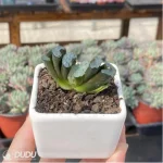 Haworthia Elegans 'Potosina' - Image 3