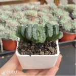 Haworthia pirate - Image 3