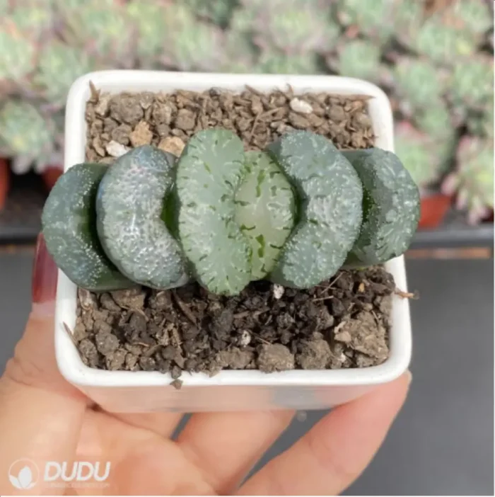 Haworthia Wu Zetian - Image 3