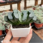 Haworthia Titan - Image 3