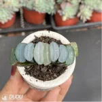 Haworthia Okubo lens - Image 3