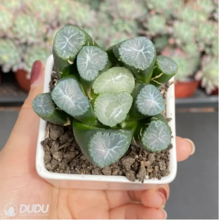Haworthia Yamamoto - Image 3