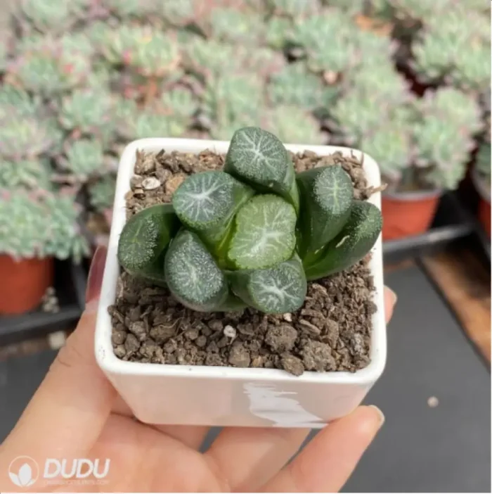 Haworthia Carpenter's sister - Image 3