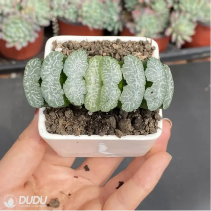 Haworthia tiger girl - Image 3