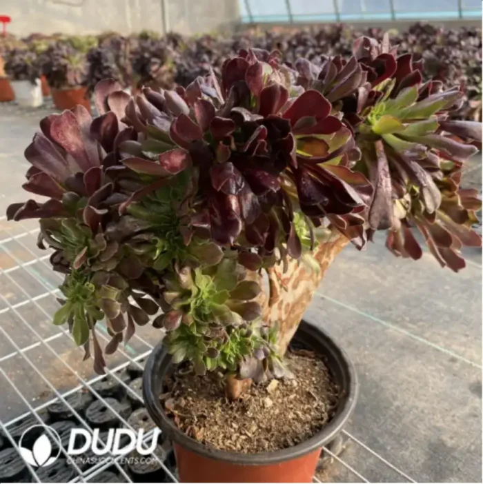 Aeonium Arboreum Velour European NO.8 - Image 3