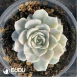 Echeveria Snowball Varigated - Image 3