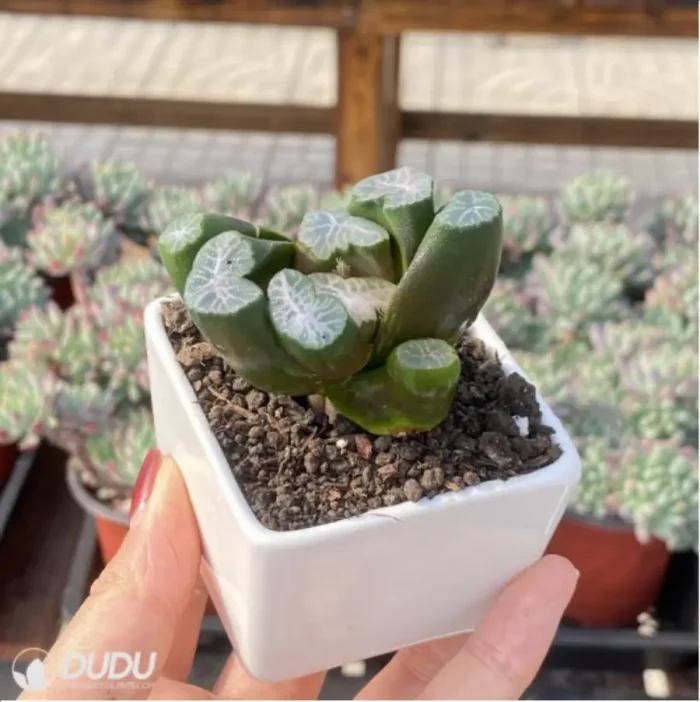 Haworthia Buyin - Image 3