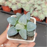 Haworthia Railway Silver - Image 3