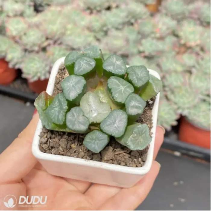 Haworthia Anshou - Image 3
