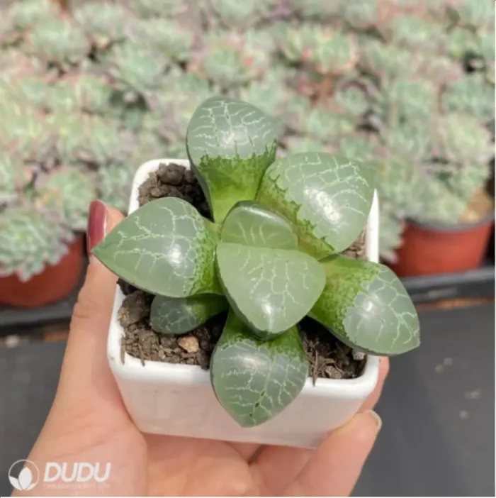 Haworthia Ice soul - Image 3