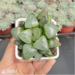 Haworthia White Eyed Dragon - Image 3