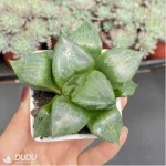 Haworthia 'Ura Hannya' - Image 3