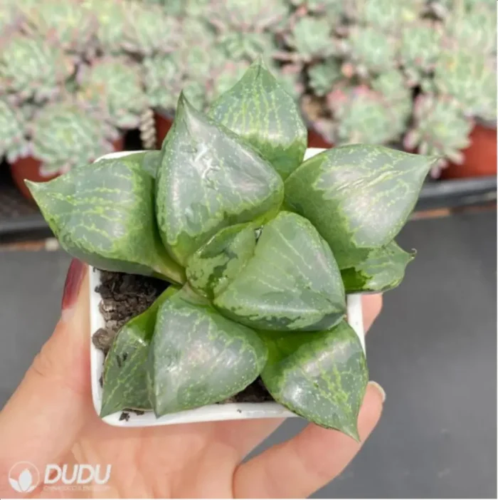 Haworthia 'Ura Hannya' - Image 3
