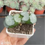 Haworthia Bai Ya - Image 3