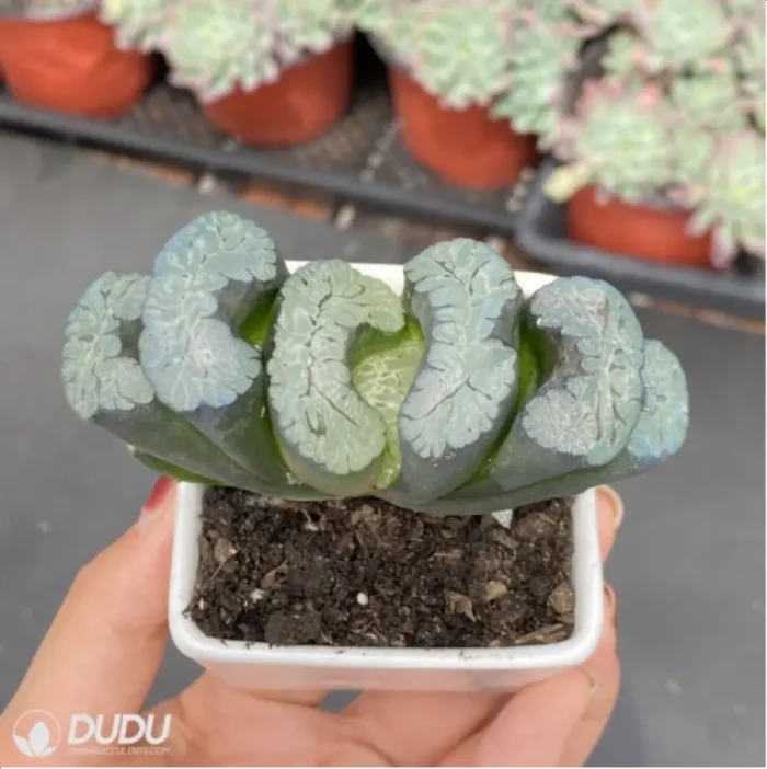 Haworthia Kui Yuqian - Image 3