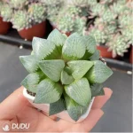 Haworthia Moonlight magnifica - Image 3
