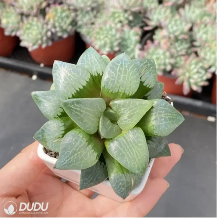 Haworthia Moonlight magnifica - Image 3