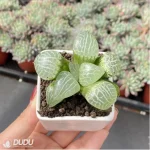Haworthia Compto101 - Image 3