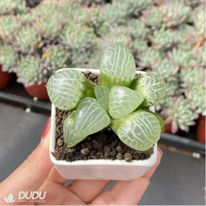 Haworthia Compto101 - Image 3