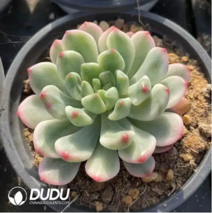 Echeveria Blue Apple Variegated - Image 3