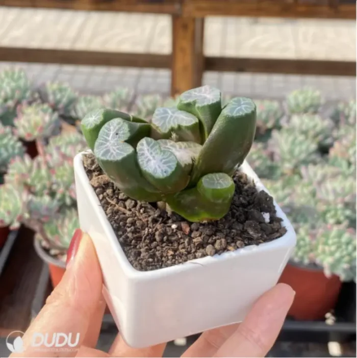 Haworthia Buyin - Image 3