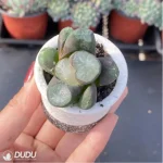 Haworthia Peerless - Image 3